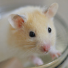 ハムスター