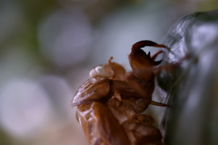 2月の抜け殻②