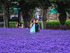 ファーム富田