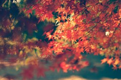 紅葉2