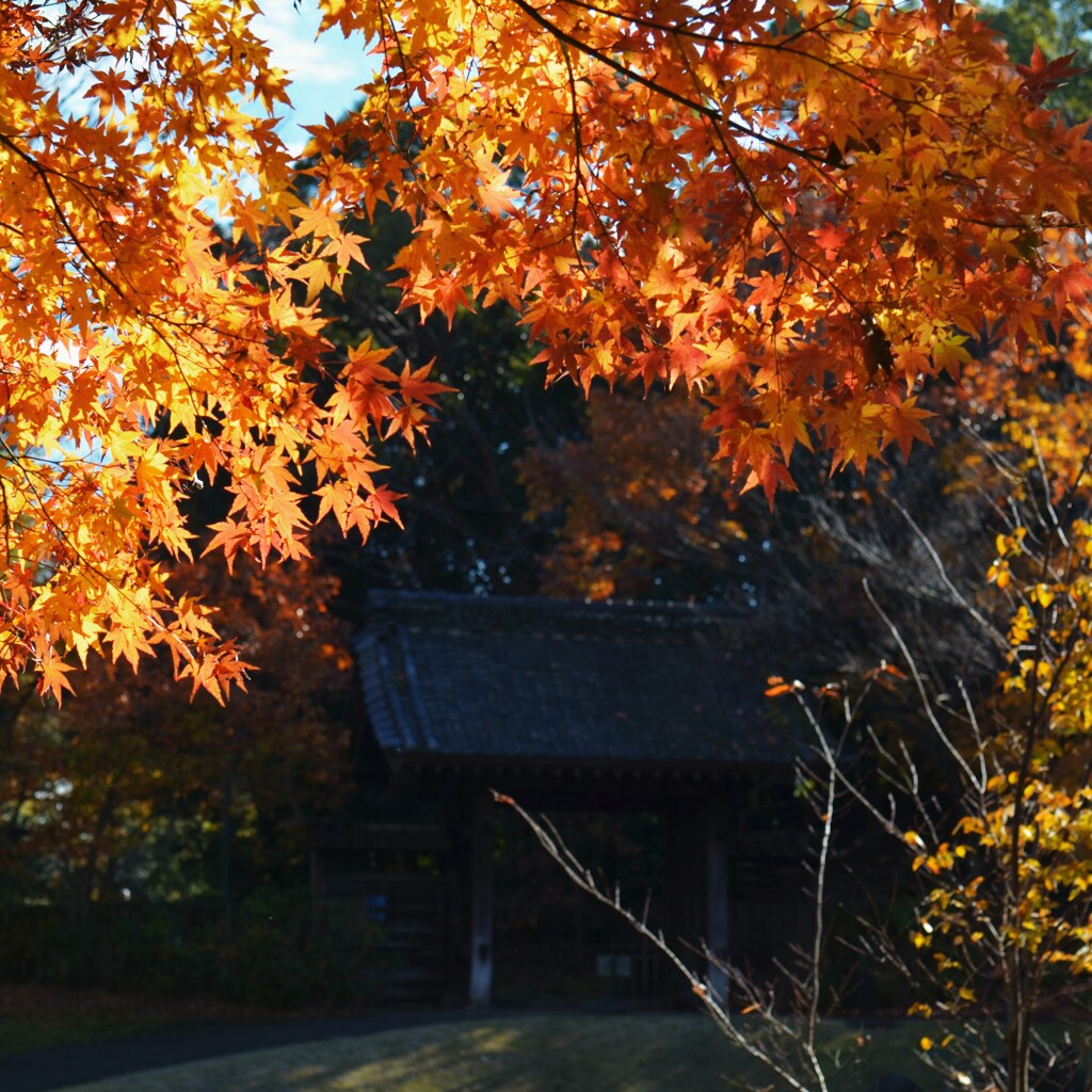 紅葉
