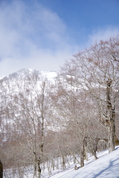 雪の森