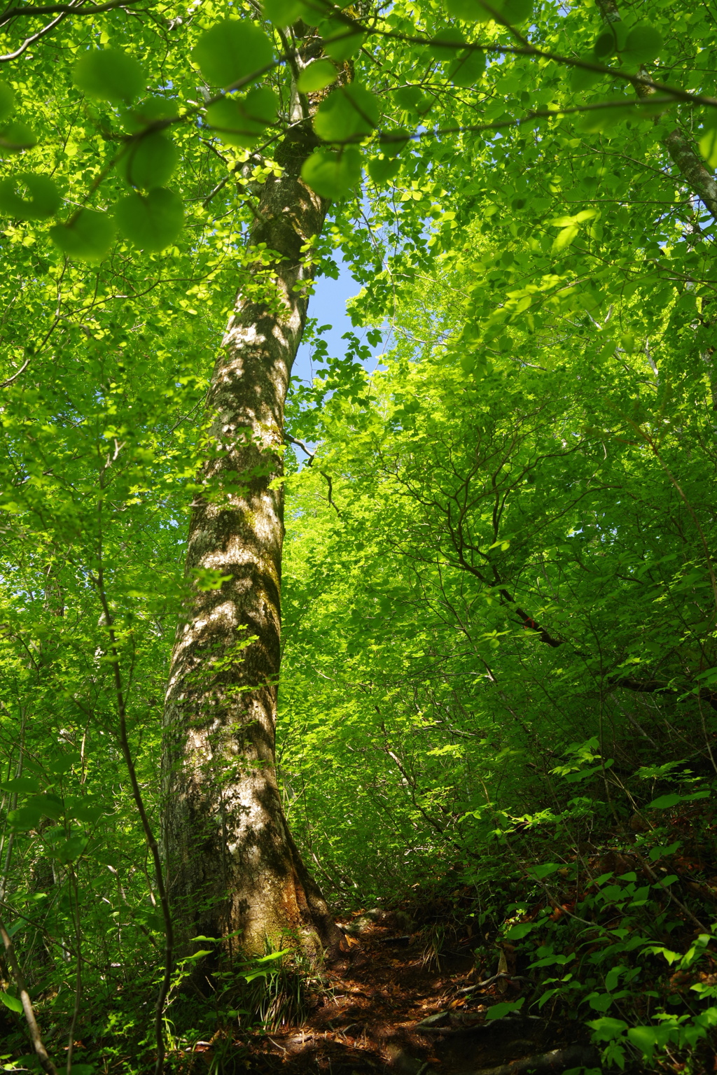 三方倉山　新緑