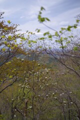 春の山