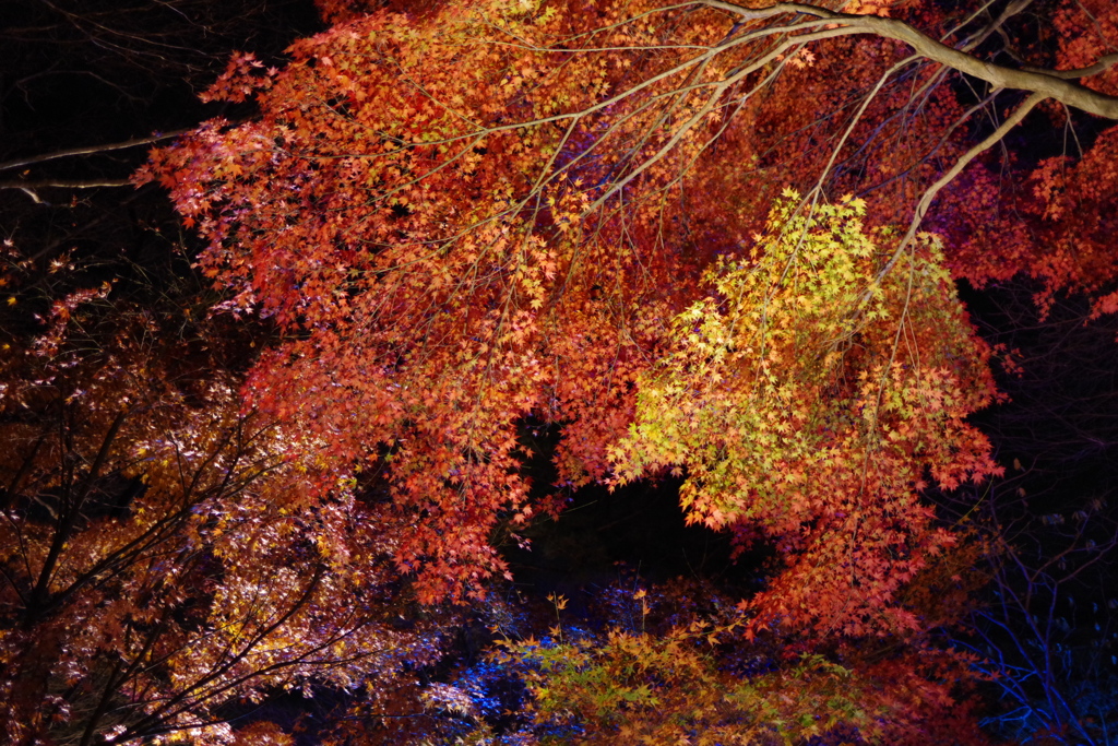 夜の紅葉