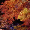 夜の紅葉