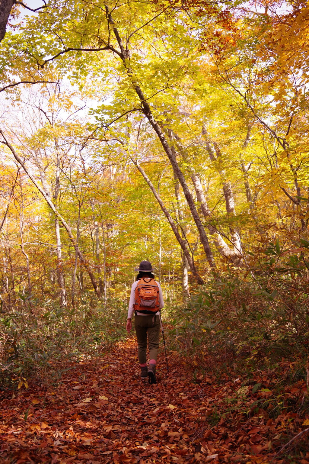 紅葉の登山道