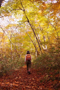 紅葉の登山道