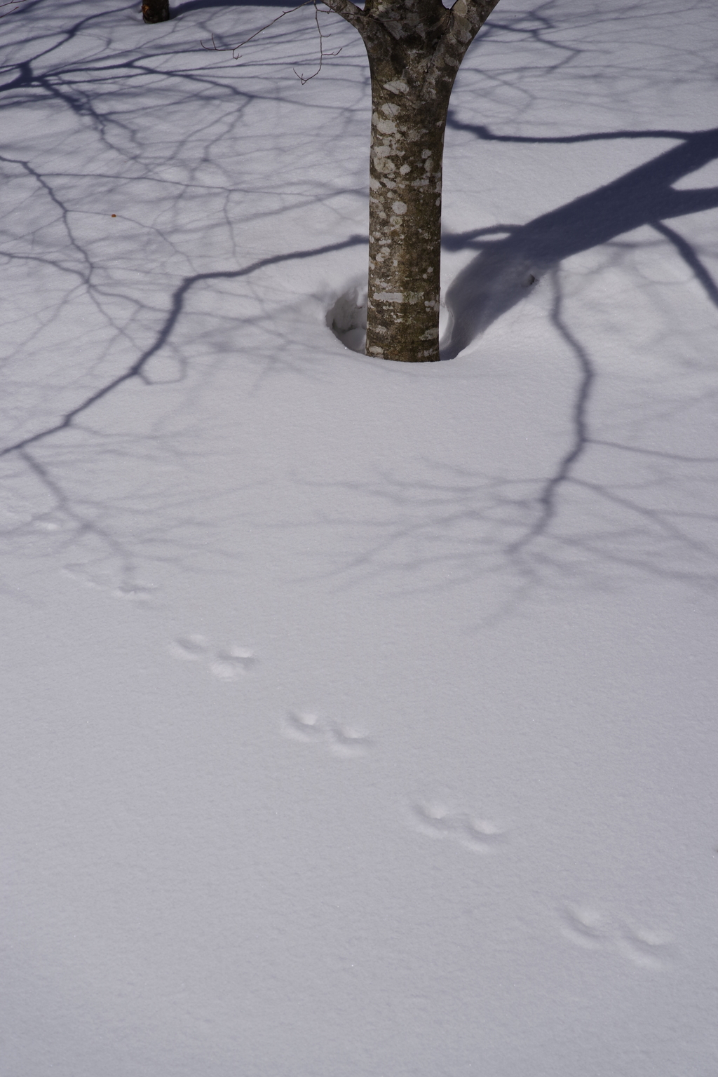 雪面の足跡