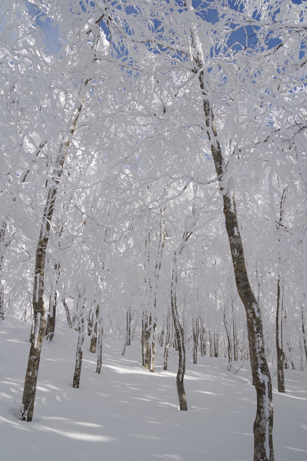 雪の林