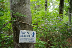 SAVES　KUROBE