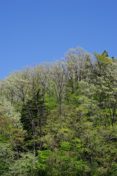 里山の新緑