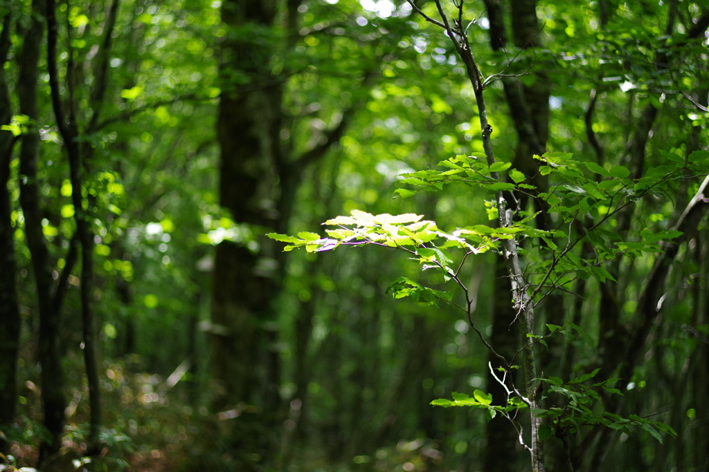 二岐山　緑