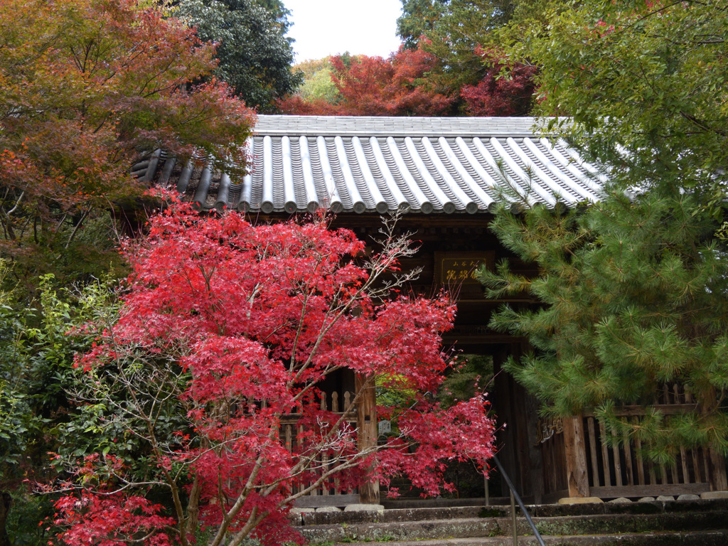 伽耶院1