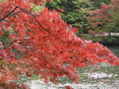 紅葉　神戸市立森林植物園　