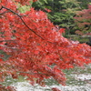 紅葉　神戸市立森林植物園　