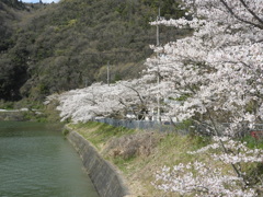 桜  三木 呑吐ダム