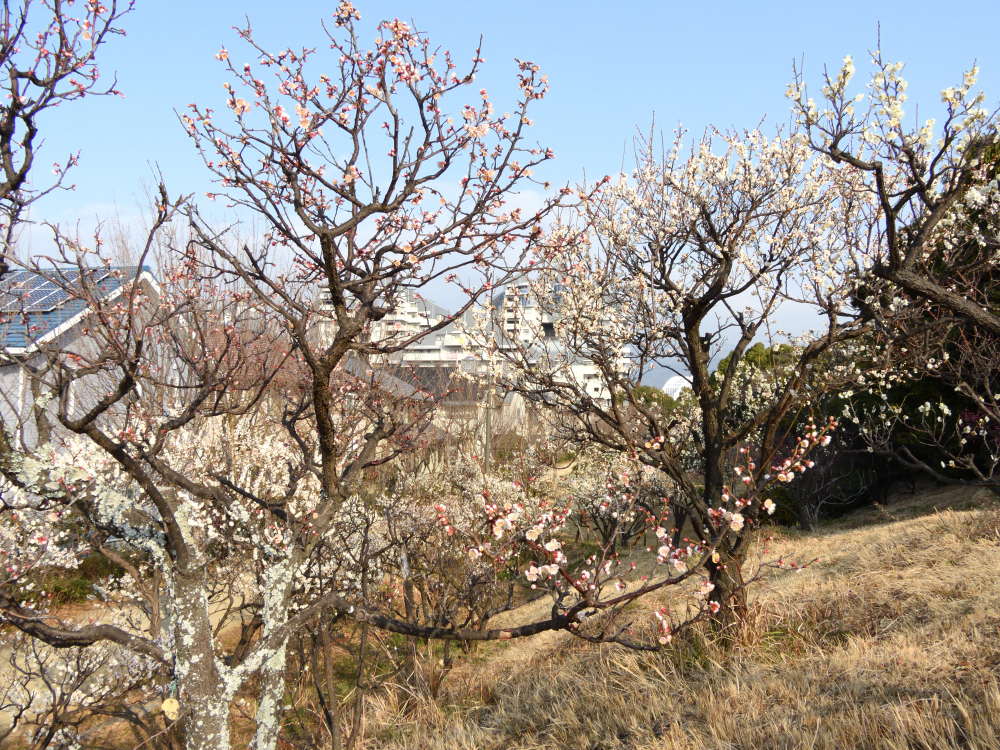 神戸市六甲アイランド 早すぎる梅開花2