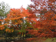 紅葉　神戸市立森林植物園
