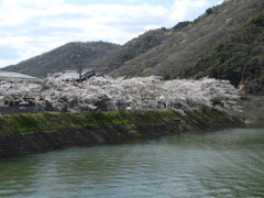 桜  三木 呑吐ダム