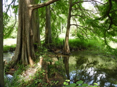 六甲山森林植物園