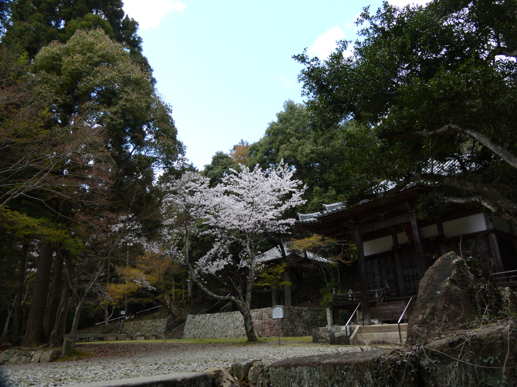 春　伽耶院