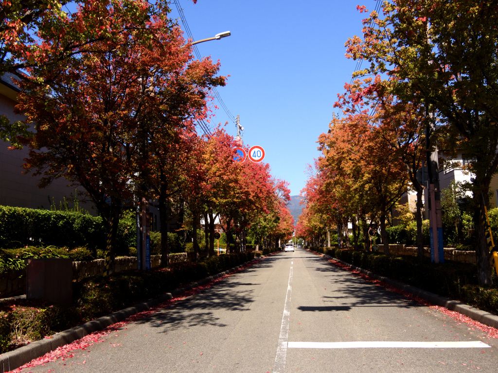 六甲アイランド 紅葉1