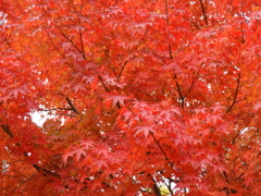 紅葉　神戸市立森林植物園