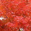 紅葉　神戸市立森林植物園