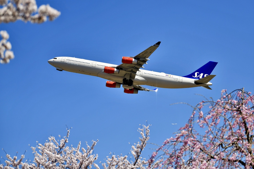 満開の桜を下に