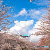 ラニと桜