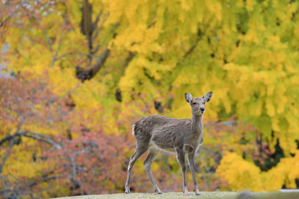 75C19E8A-17DF-4A07-93EF-4BBB8B213514