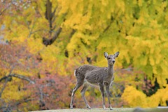 75C19E8A-17DF-4A07-93EF-4BBB8B213514