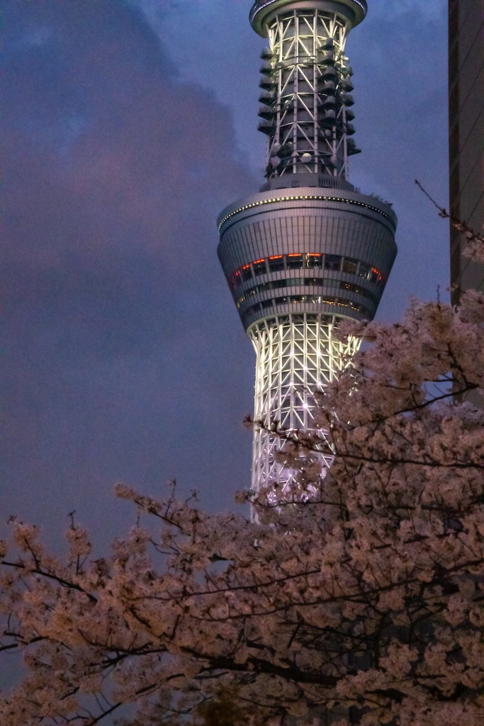 夜桜見物