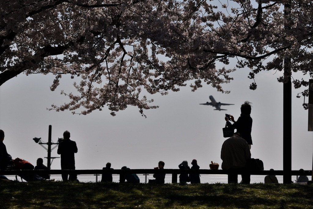 桜の下で