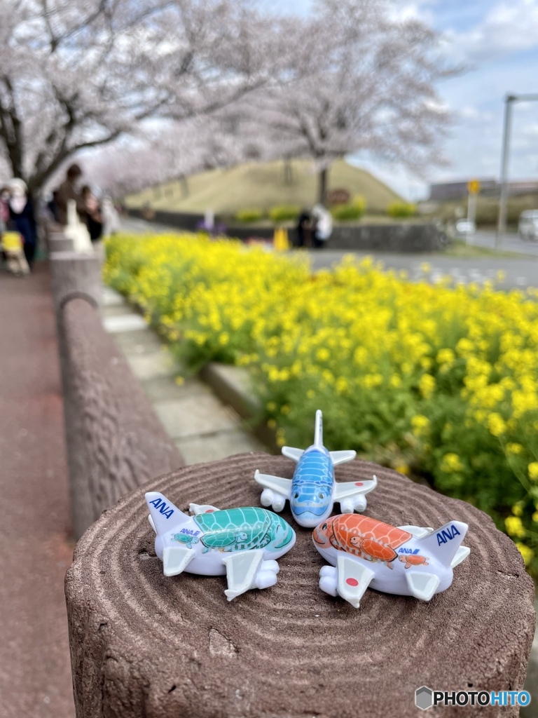 ホヌ達の相談会