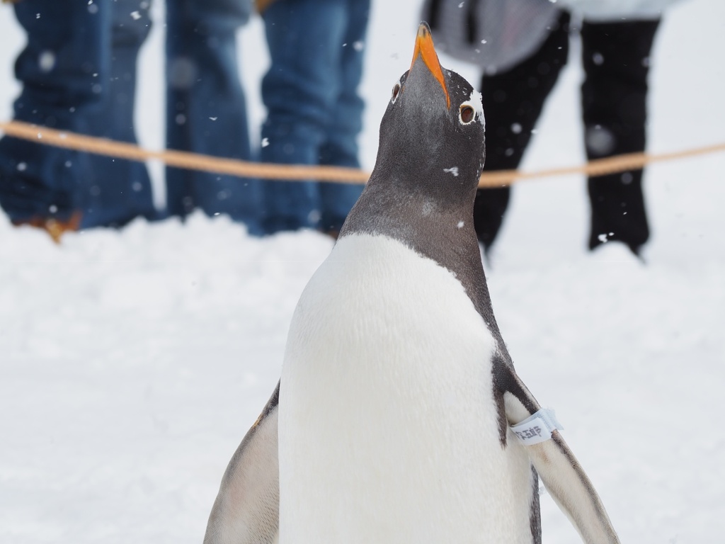 ペンギンウォーク