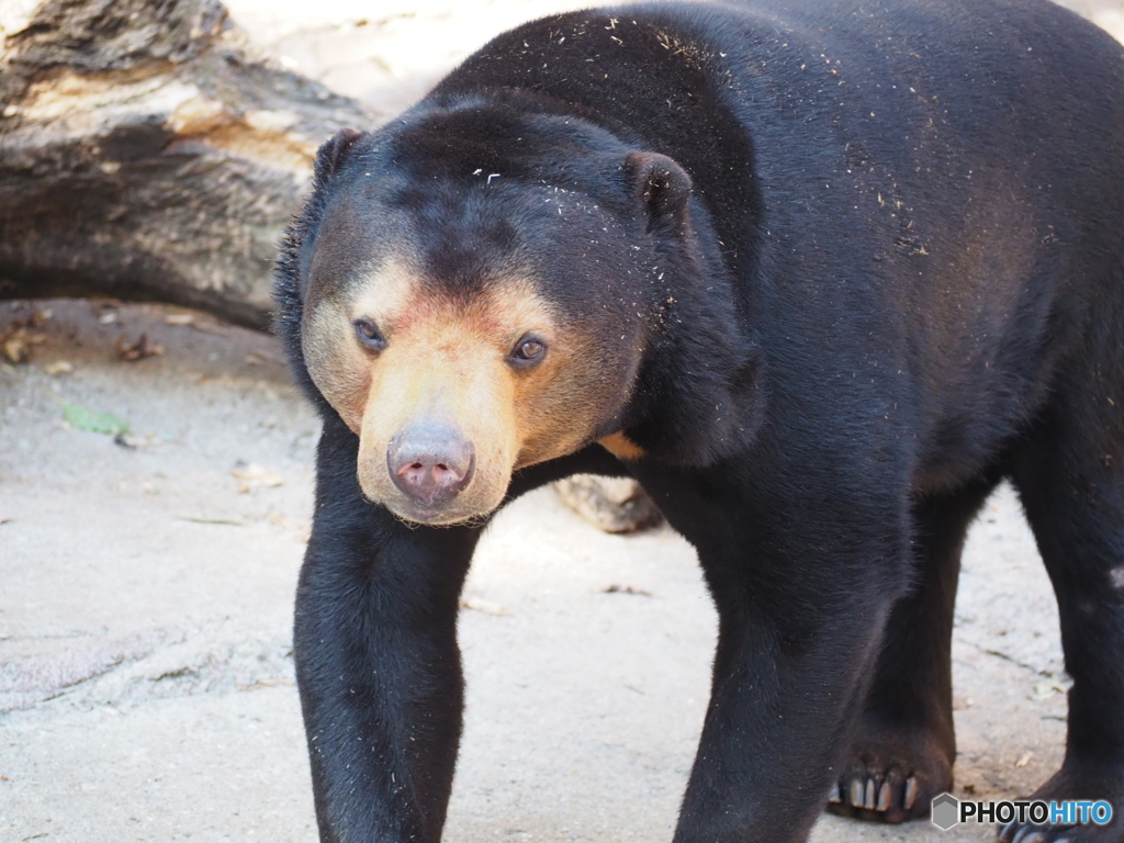 街のクマさん