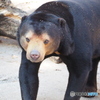 街のクマさん