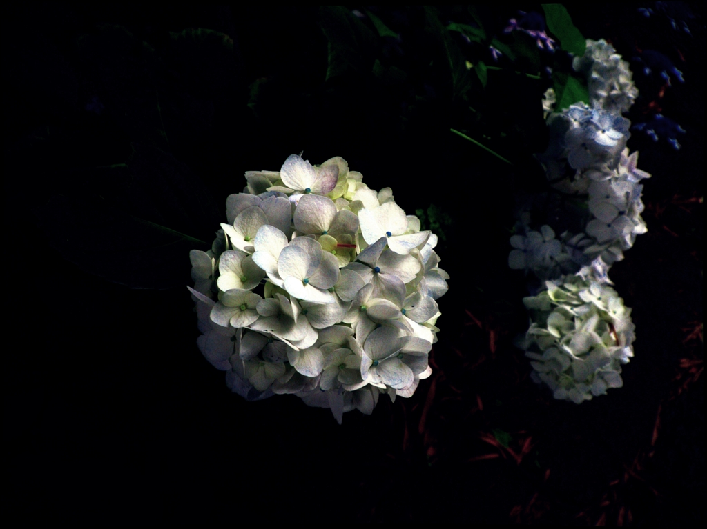 堂森善光寺の紫陽花