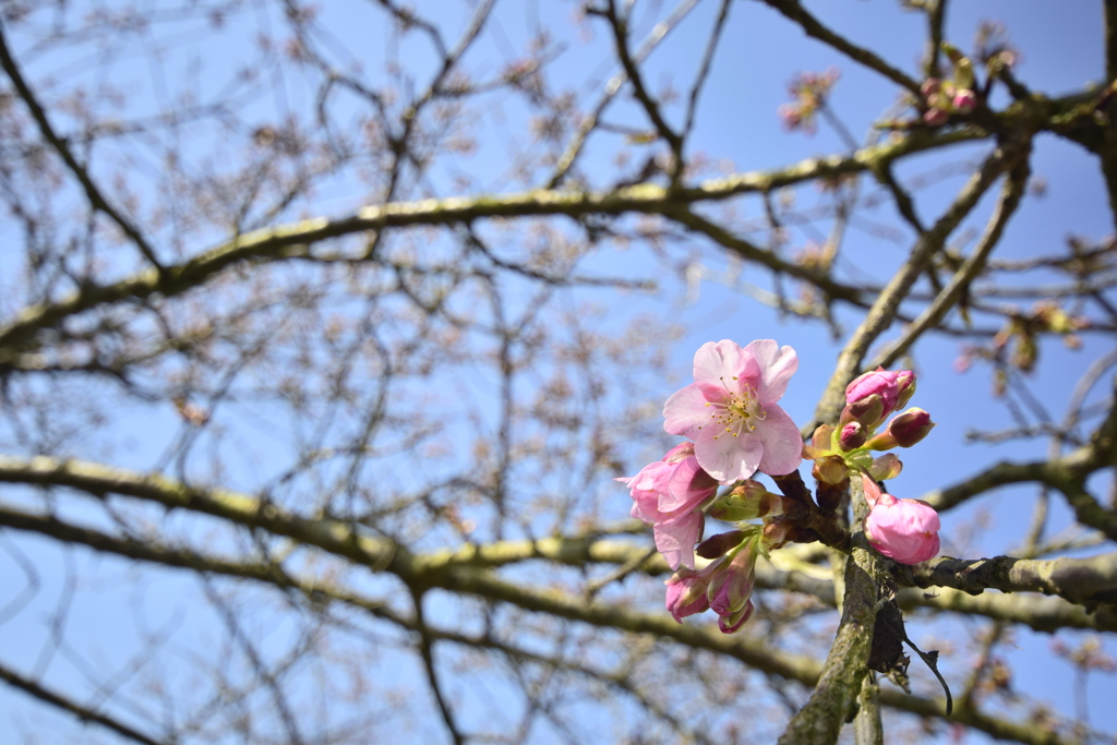 河津桜、次々と開花してます。（１）