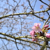 河津桜、次々と開花してます。（１）