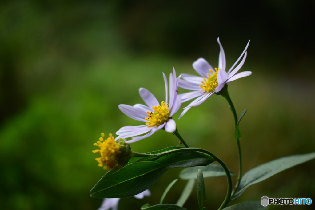 薄紫色の野花