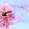 クローズアップ河津桜(1)