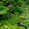 梅雨晴れの候 3