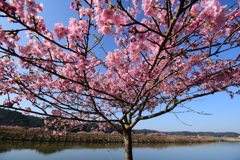 赤川沿いの河津桜