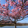 赤川沿いの河津桜