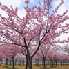 大根島の河津桜