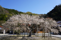荘厳寺の枝垂れ桜