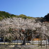 荘厳寺の枝垂れ桜